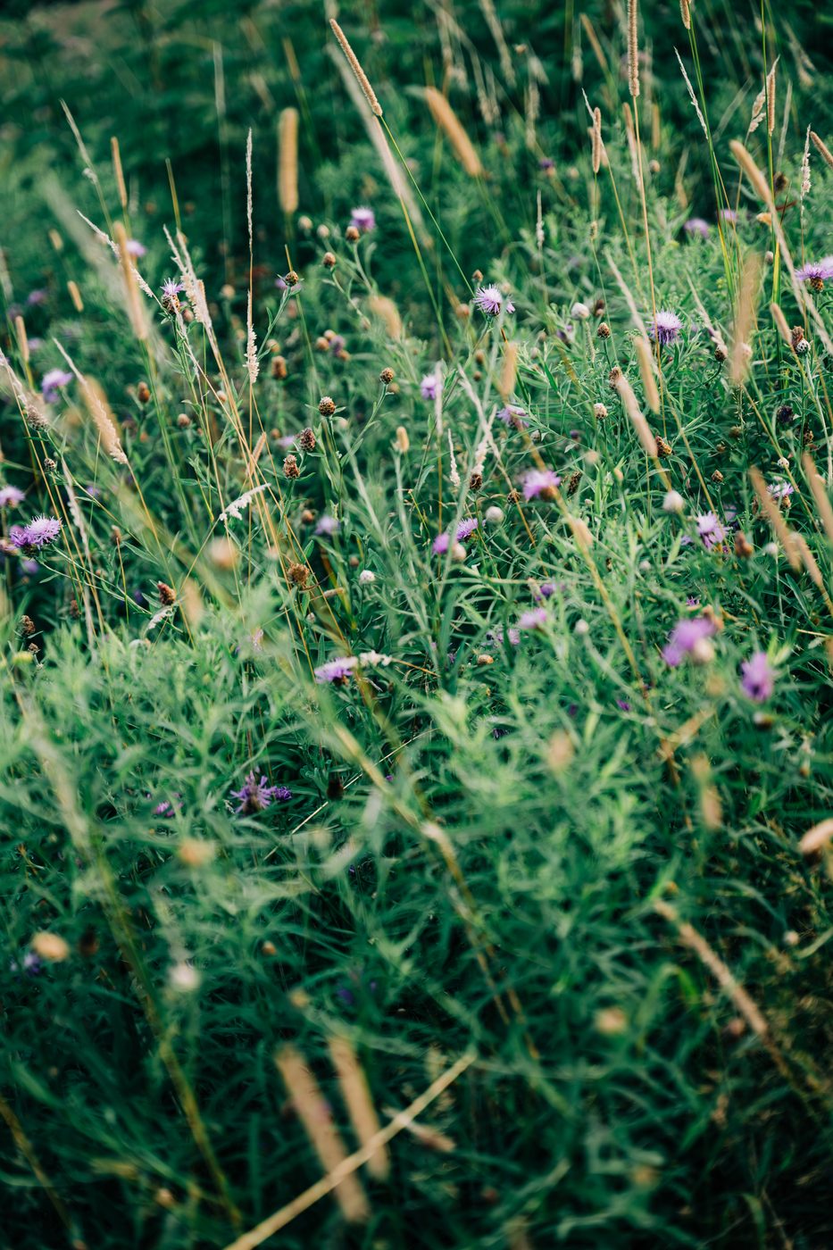 A New England summer meadow full of wildflowers